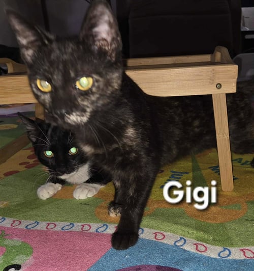 GIGI - Tortoiseshell / Domestic Short Hair available for adoption