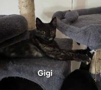 Gigi - Photo 1