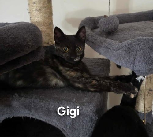 GIGI - Tortoiseshell / Domestic Short Hair available for adoption