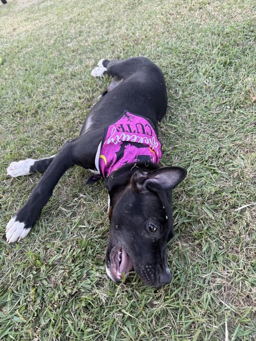 KALEESI - Labrador Retriever / Husky available for adoption