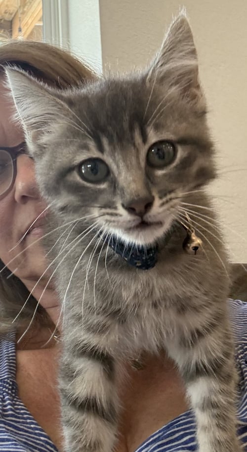 AIDEN - Tabby / Domestic Medium Hair available for adoption