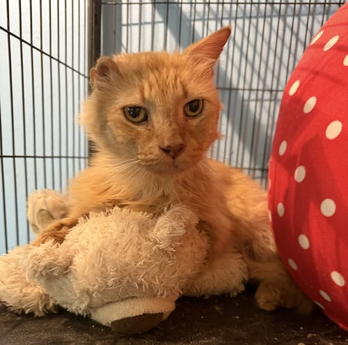 GRANDPA LOGGY - Tabby available for adoption