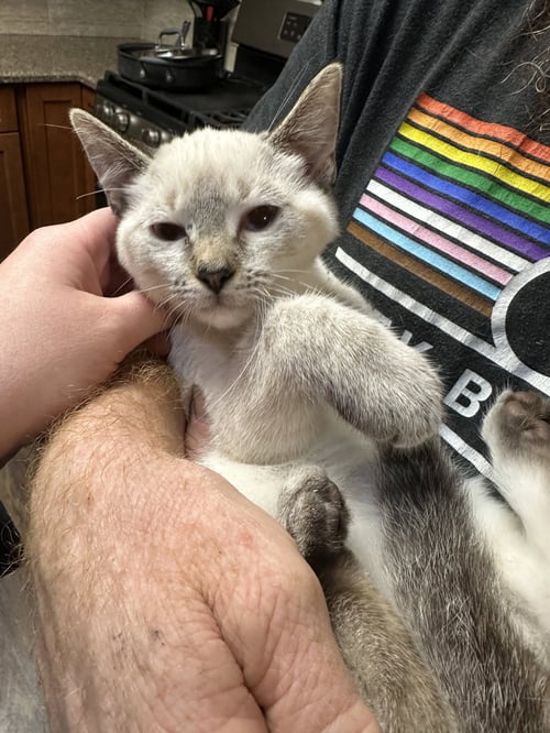ASTRAEA - Siamese / Domestic Medium Hair available for adoption