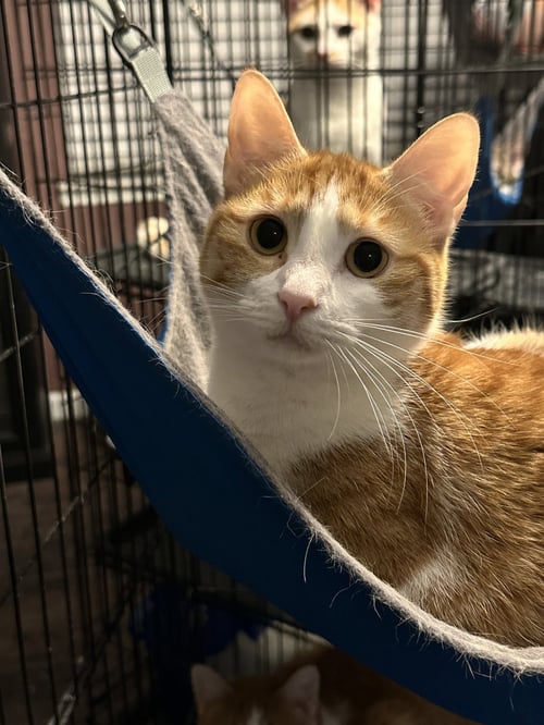 STRAWBERRY CHEESECAKE - Tabby / Domestic Short Hair available for adoption