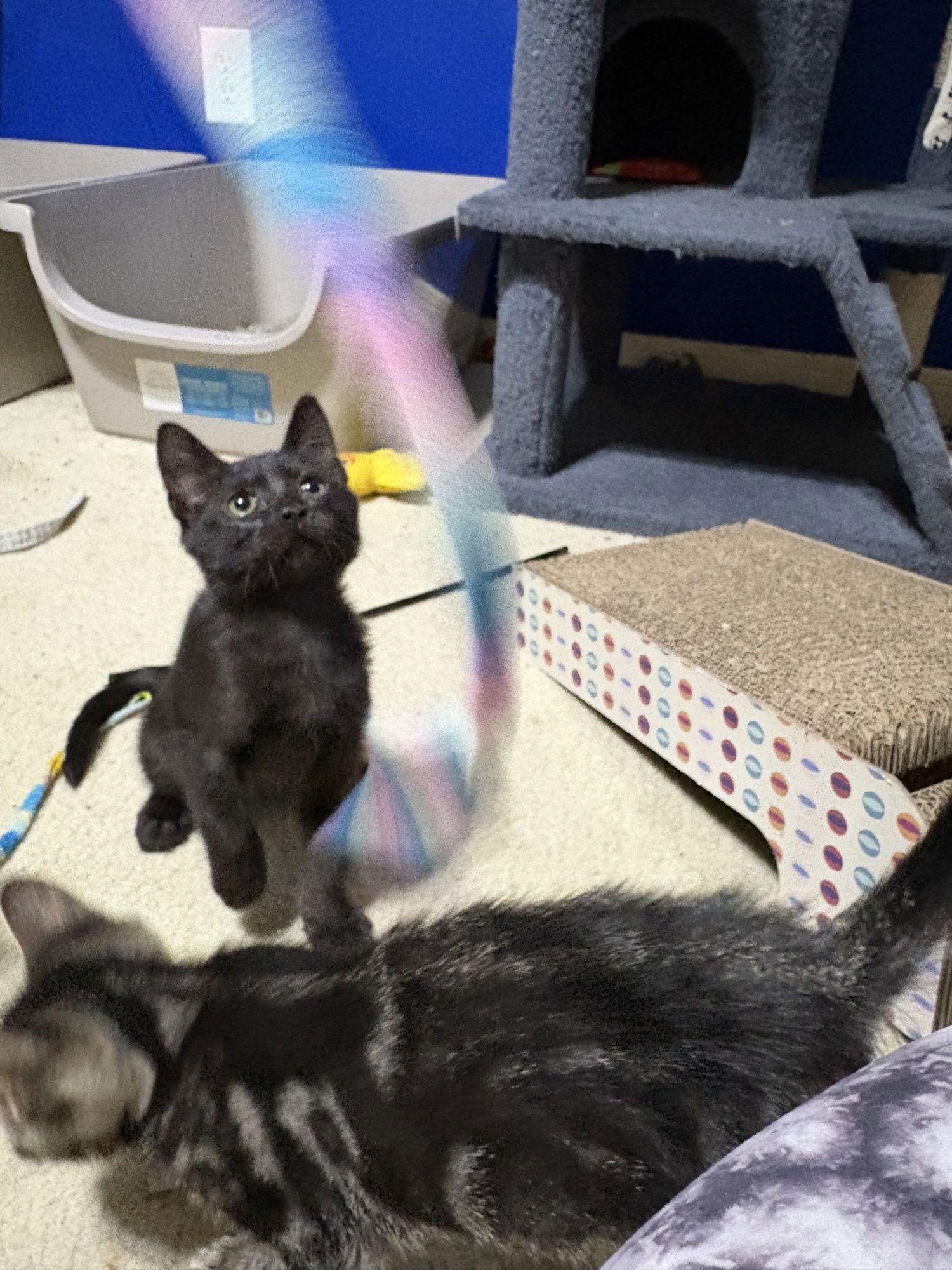 SHARKY - Tabby / Domestic Medium Hair available for adoption