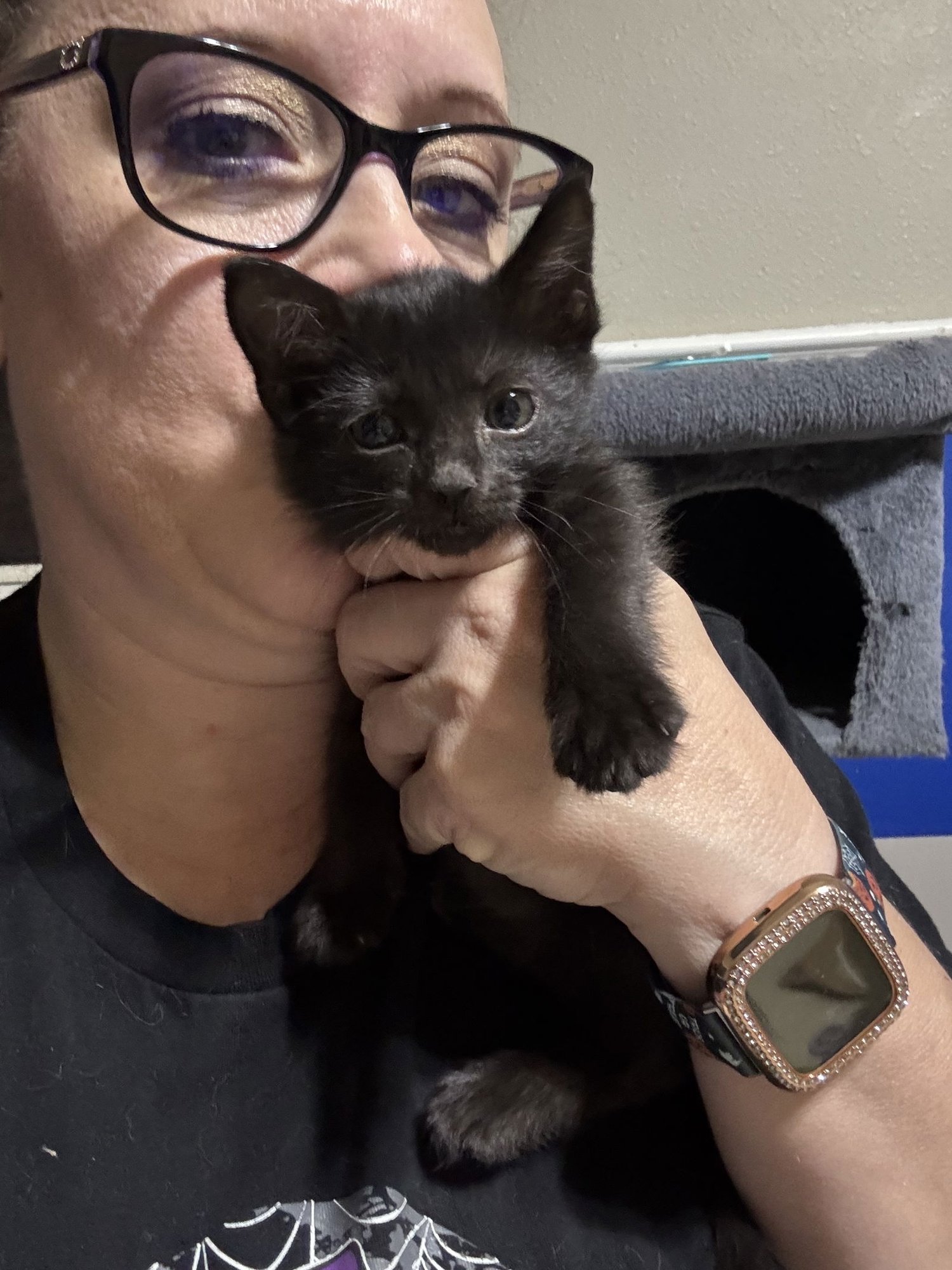 SHARKY - Tabby / Domestic Medium Hair available for adoption