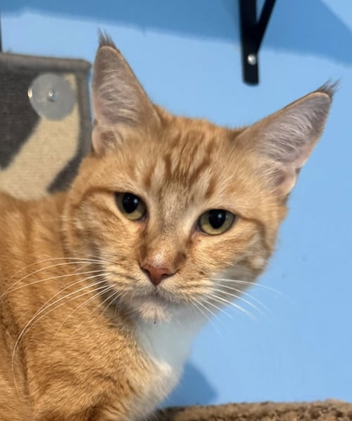 HAZEL KATHARINE - Tabby / Domestic Short Hair available for adoption