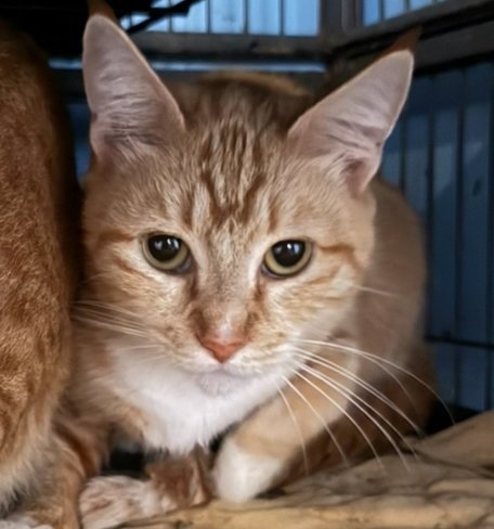 HAZEL KATHARINE - Tabby / Domestic Short Hair available for adoption