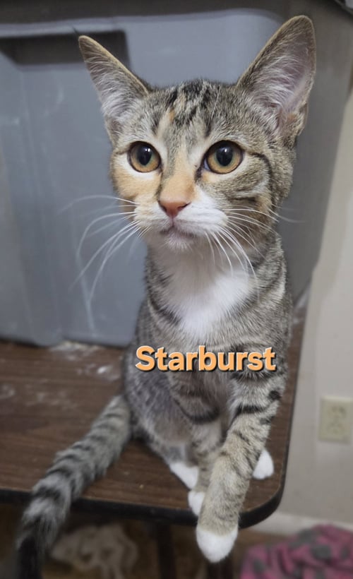 STARBURST - Tabby / Calico available for adoption