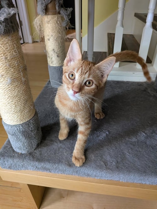 HOTH - Tabby / Domestic Long Hair available for adoption