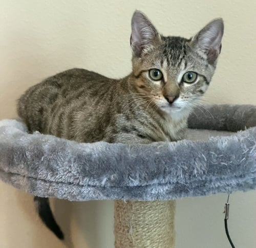 CAFECITO - Tabby / Domestic Short Hair available for adoption