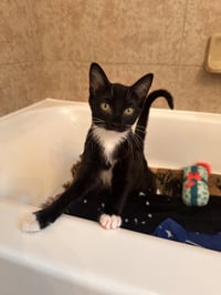 Soft Paws - Photo 3