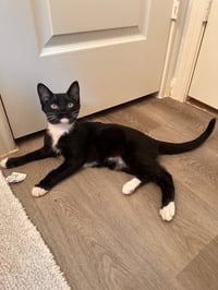 Soft Paws - Photo 2