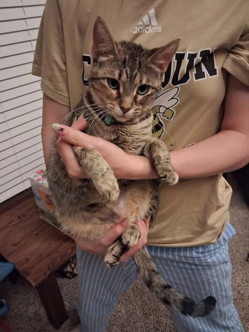 FREYA - Tabby / Calico available for adoption