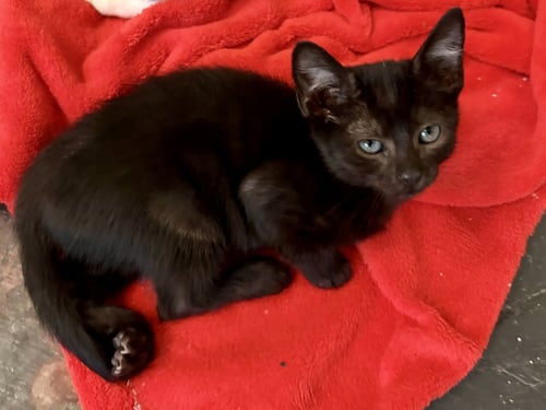 LEATHER - Tabby / Domestic Short Hair available for adoption