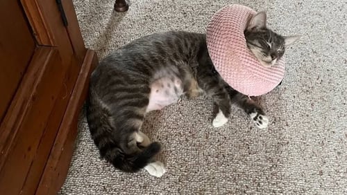 MISTY - Tabby / Calico available for adoption