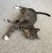 Misty - Photo 4