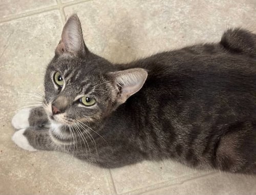 MISTY - Tabby / Calico available for adoption