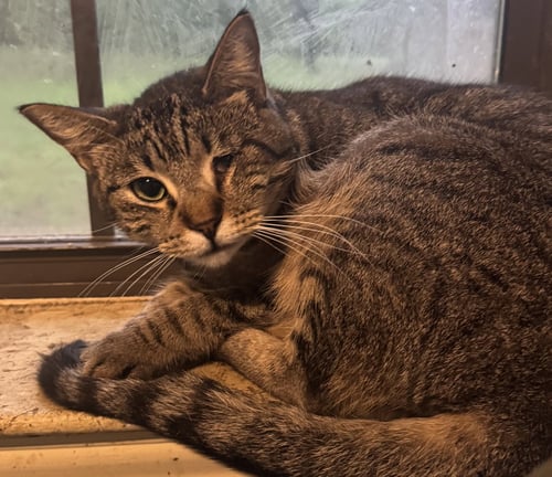 CALLIE - Tabby / Domestic Short Hair available for adoption