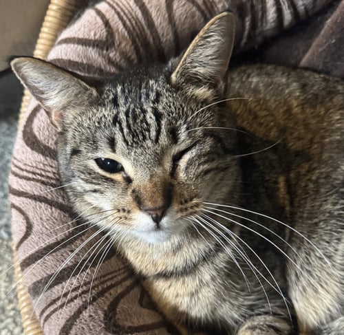CALLIE - Tabby / Domestic Short Hair available for adoption