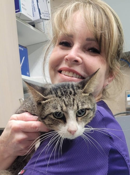 DISPATCH - Tabby / Domestic Short Hair available for adoption