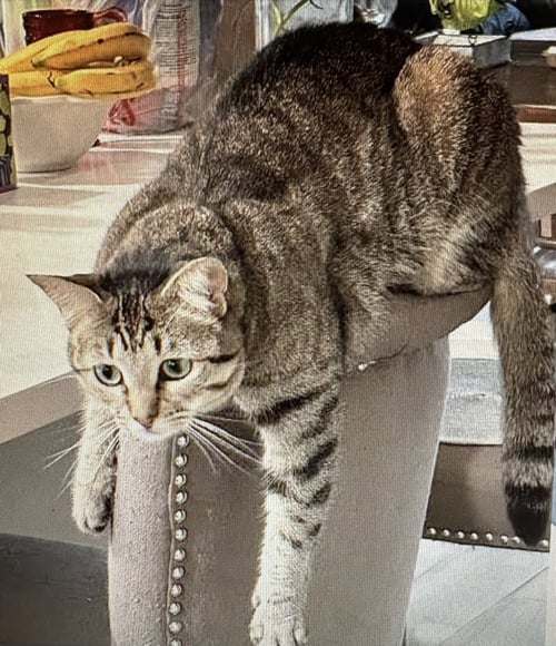 PERIWINKLE - Tabby / Domestic Short Hair available for adoption