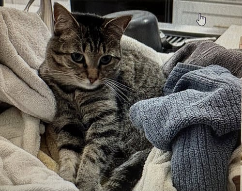 PERIWINKLE - Tabby / Domestic Short Hair available for adoption