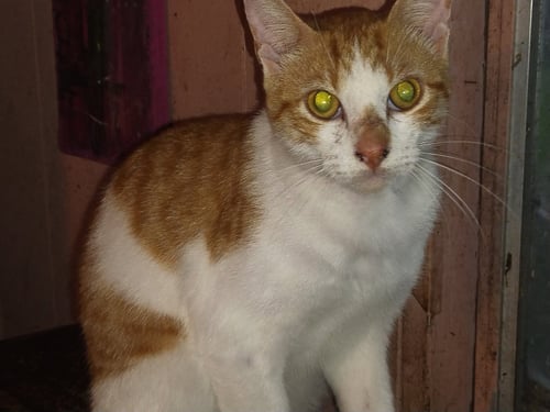 EGGNOG - Tabby / Domestic Short Hair available for adoption