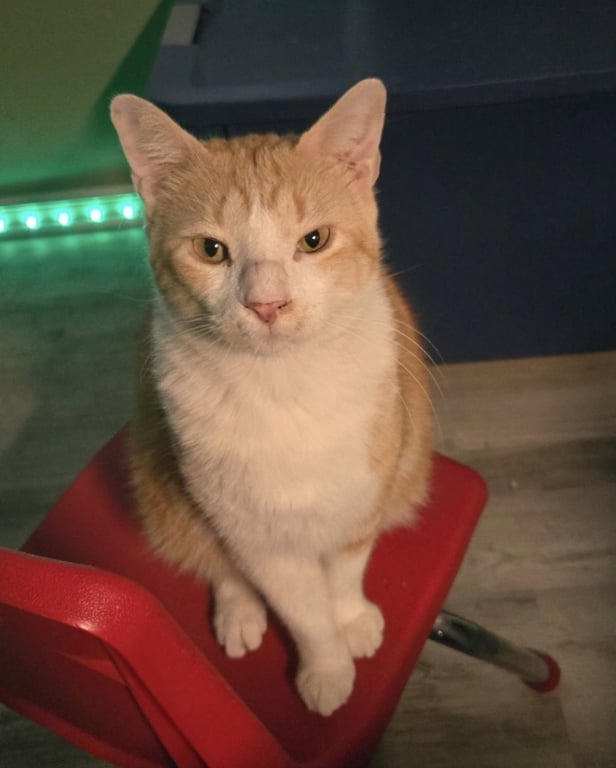 Stanley Image