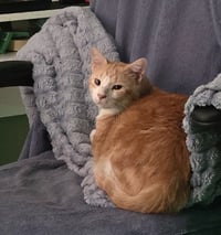 Stanley - Photo 2