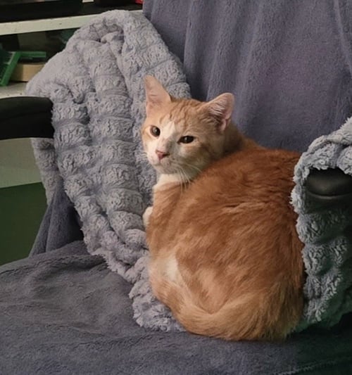 STANLEY - Tabby / Domestic Short Hair available for adoption