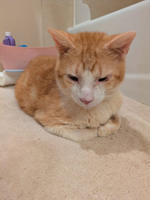 STANLEY - Tabby / Domestic Short Hair available for adoption