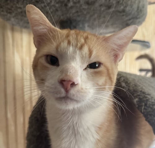 STANLEY - Tabby / Domestic Short Hair available for adoption