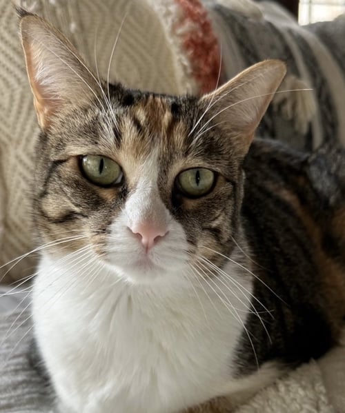 KARMA - Calico / Domestic Short Hair available for adoption