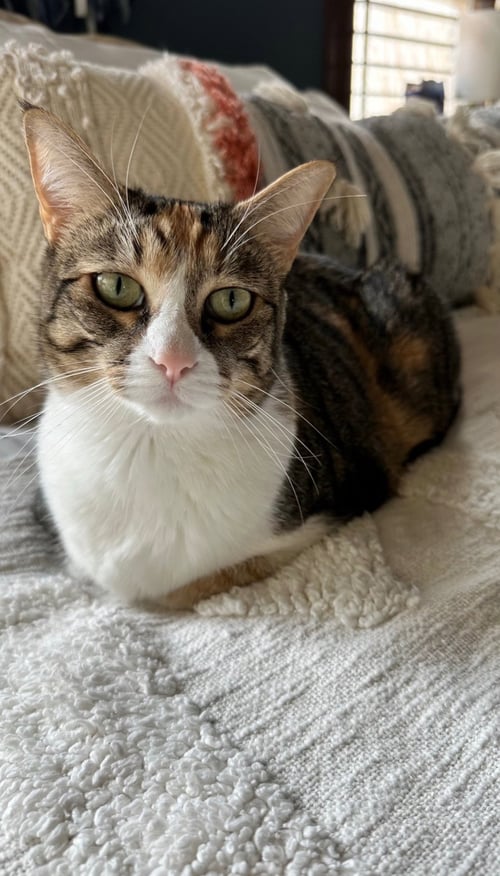 KARMA - Calico / Domestic Short Hair available for adoption