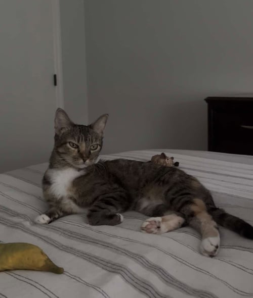 MYA - Torbie / Domestic Short Hair available for adoption