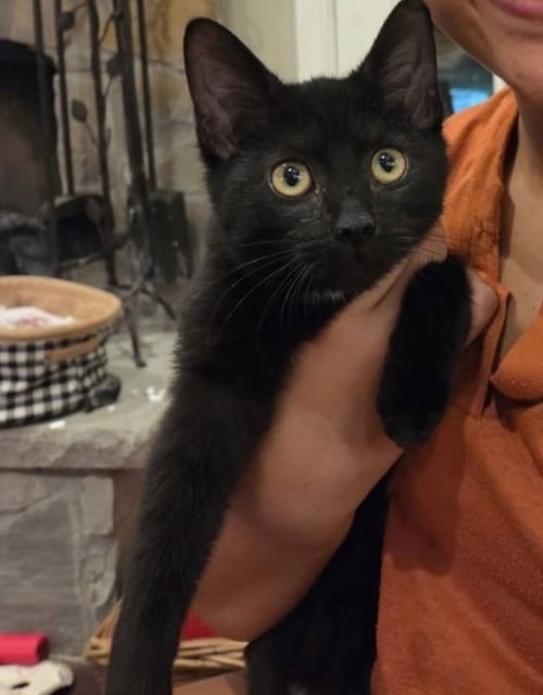 BEANIE - Tabby / Domestic Short Hair available for adoption