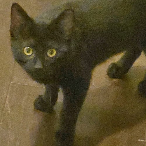 BEANIE - Tabby / Domestic Short Hair available for adoption