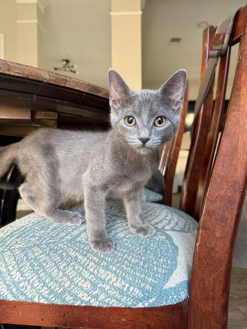 SMOKEY - Russian Blue / Domestic Medium Hair available for adoption