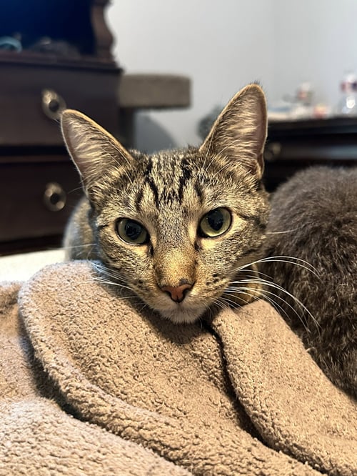 LISA - Tabby / Domestic Short Hair available for adoption