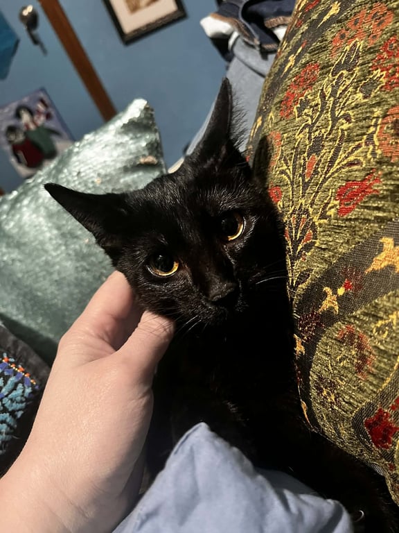 Lizzy Image