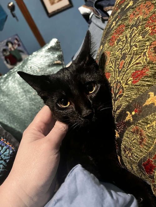 LIZZY - Tabby / Domestic Medium Hair available for adoption