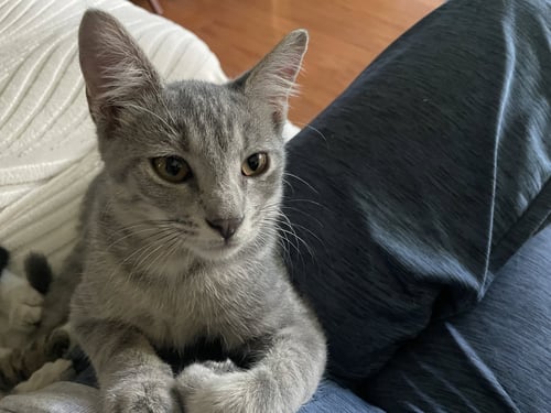 YORDAN - Tabby / Domestic Short Hair available for adoption