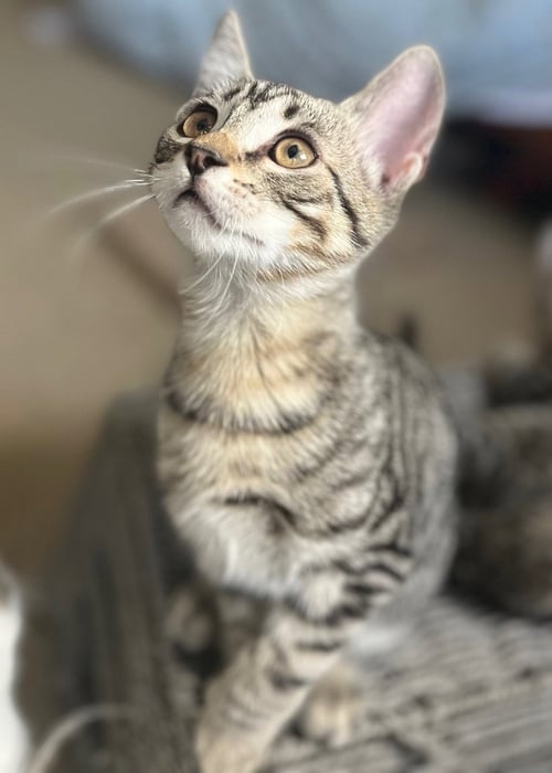 BROWNY - Tabby / Domestic Short Hair available for adoption