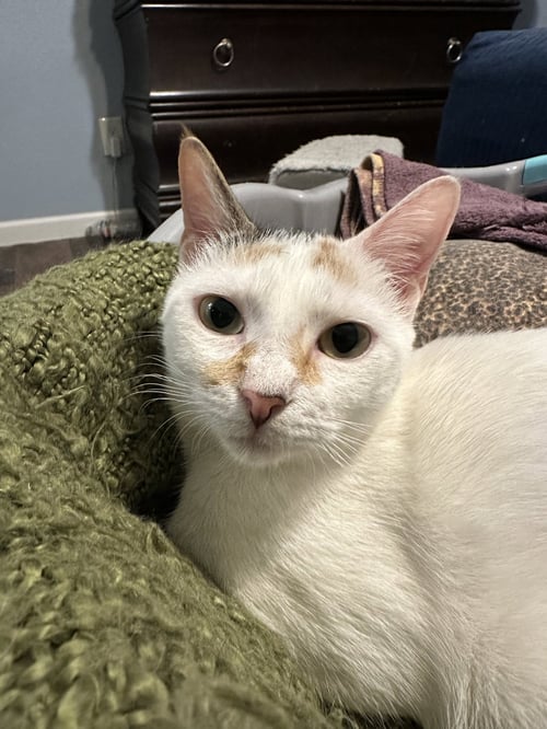 PINA COLADA - Calico / Domestic Short Hair available for adoption