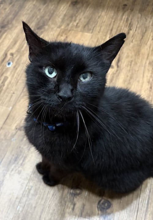 GOMEZ - Domestic Short Hair / Tabby available for adoption