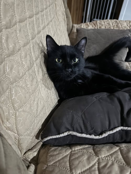 MILES - Tabby / Domestic Short Hair available for adoption
