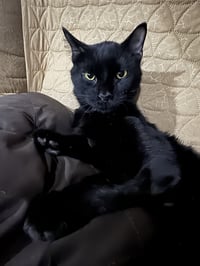 Miles - Photo 2
