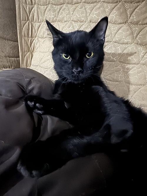 MILES - Tabby / Domestic Short Hair available for adoption
