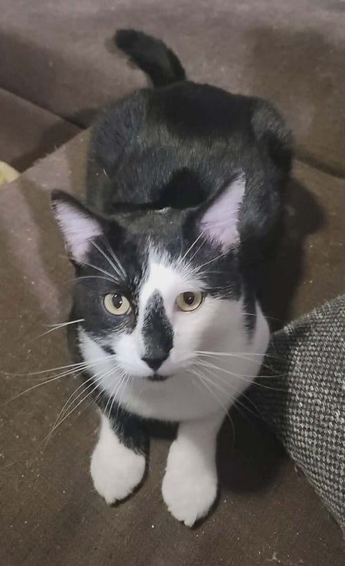 PHANTOM - Tuxedo / Domestic Medium Hair available for adoption